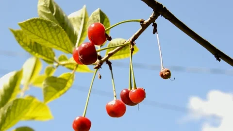 Ripening sour cherries Stock Footage 134498834