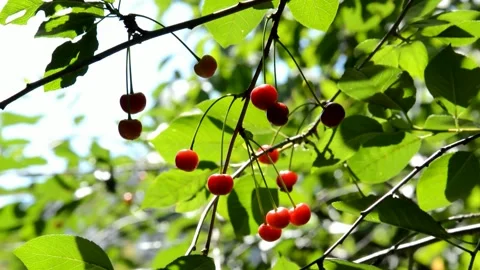 Ripening sour cherries Stock Footage 134498852