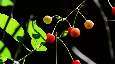 Ripening sour cherries Stock Footage 134499504
