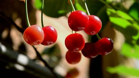Ripening sour cherries Stock Footage 134500295