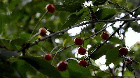Ripening sour cherries Stock Footage 134500829