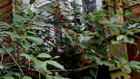 Ripening sour cherries Stock Footage 211900488