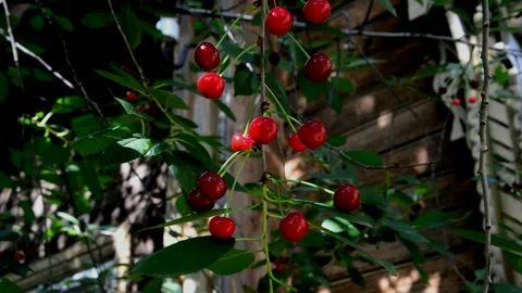 Ripening sour cherries Stock Footage 212147736