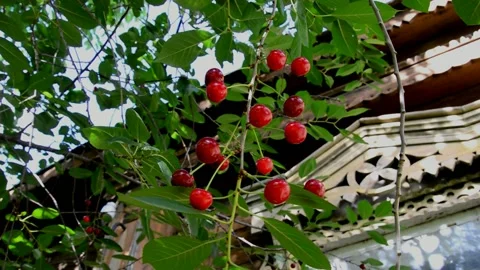 Ripening sour cherries Stock Footage 212168608