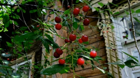 Ripening sour cherries Stock Footage 212422635
