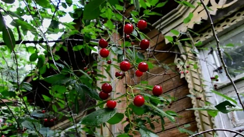 Ripening sour cherries Stock Footage 212439597