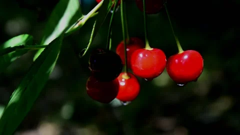 Ripening sour cherries Stock Footage 212452769