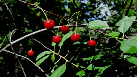 Ripening sour cherries Stock Footage 212455525