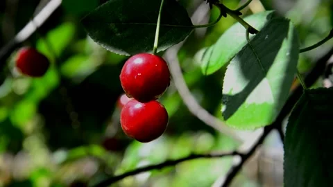 Ripening sour cherries Stock Footage 212461361