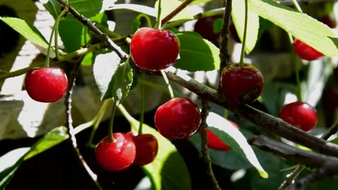 Ripening sour cherries Stock Footage 255767093