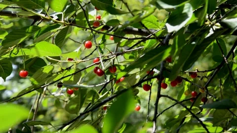 Ripening sour cherry Stock Footage 210840634