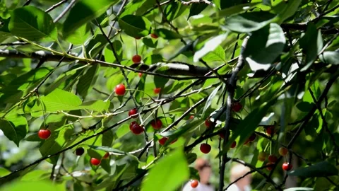 Ripening sour cherry Stock Footage 210853484