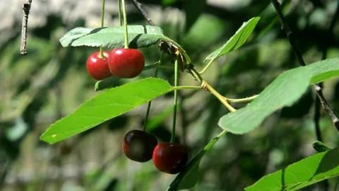 Ripening sour cherry Stock Footage 210925853