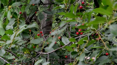 Ripening sour cherry Stock Footage 211476412