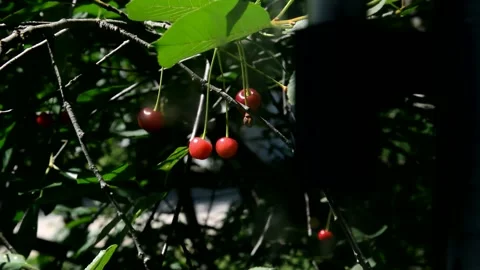 Ripening sour cherry outside the window Stock Footage 210929961