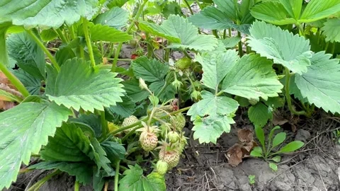 Ripening strawberries on the bed Stock Footage 243515003