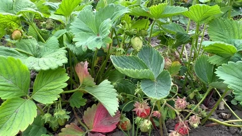 Ripening strawberries Stock Footage 243514953