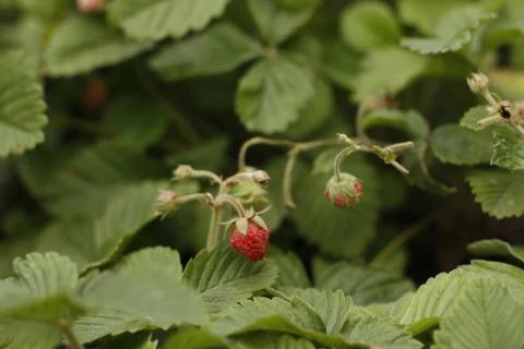 Ripening of strawberries Stock Photos