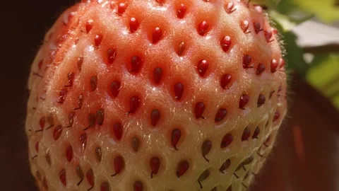 Ripening strawberry fruit macro close up background stock footage Stock Footage 311621259