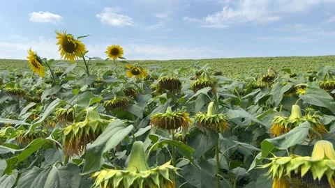 Ripening sunflower in the field Stock Footage 248495011