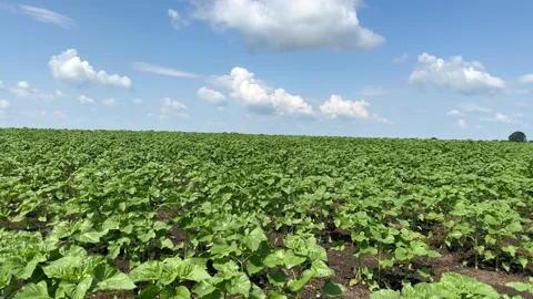 Ripening sunflowers in the field Stock Footage 245012745