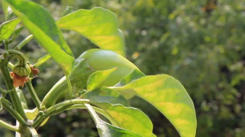 Ripening sweet pepper Video stock 96337533