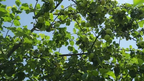 Ripening Time For One Of The Varieties Of Apples. Video stock 158085454