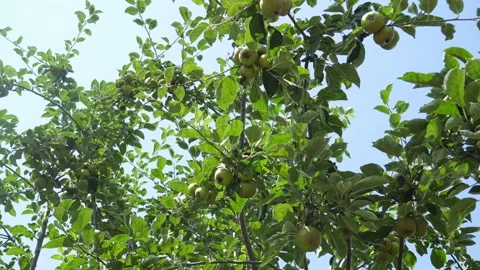 Ripening Time For One Of The Varieties Of Pears. Stock Footage 158085466