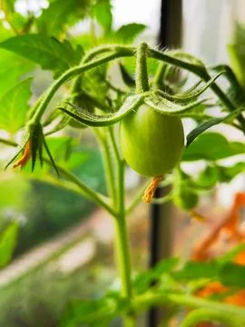 Ripening Tomato on the Vine Stock Photos