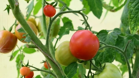 Ripening tomatoes on the branches Stock Footage 116886227