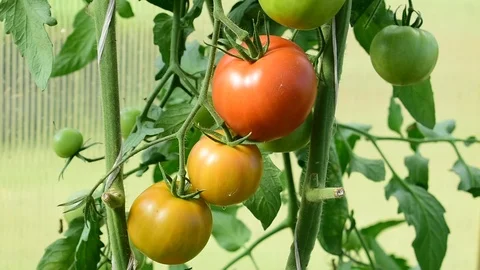 Ripening tomatoes on the branches, wind Stock Footage 116886219
