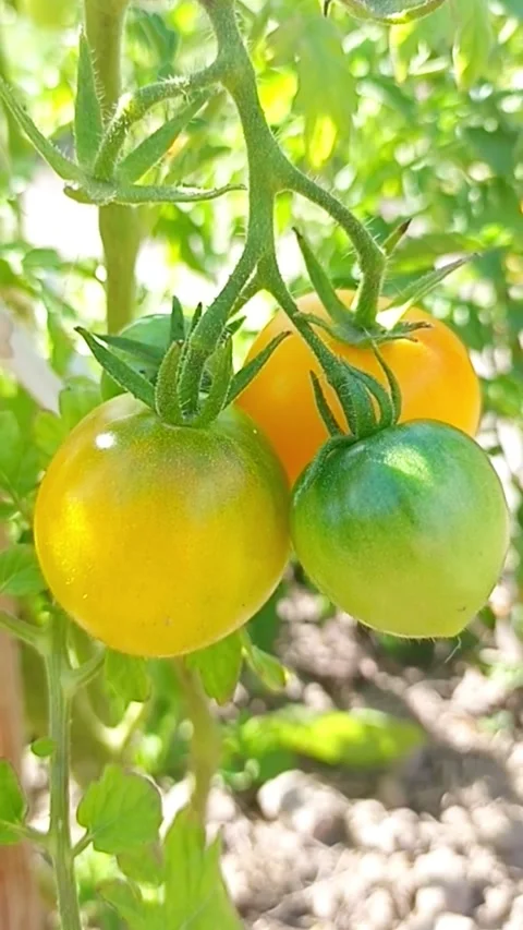 Ripening tomatoes growing on vine in summer garden Видео 345326432