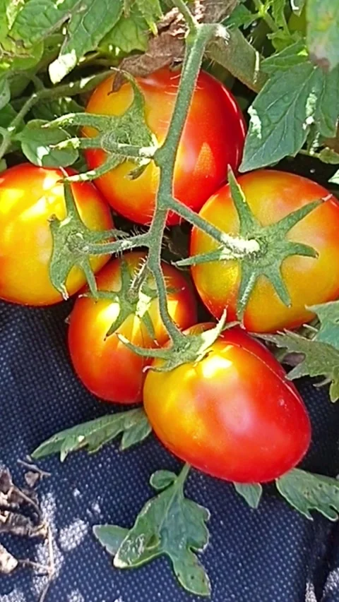 Ripening tomatoes growing on vine in summer garden Stock Footage 345326433