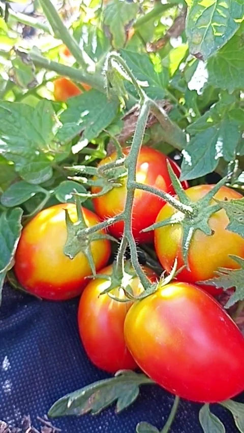 Ripening tomatoes growing on vine in summer garden Stock Footage 345326436