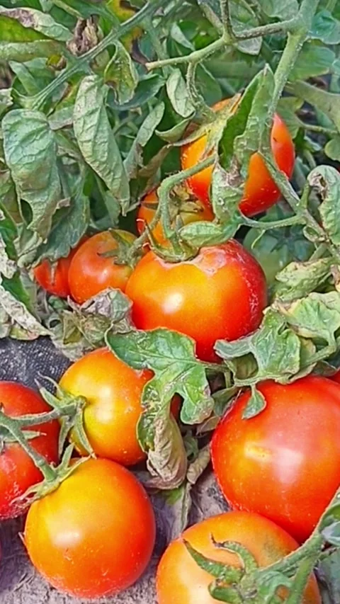 Ripening tomatoes growing on vine in summer garden Stock Footage 345326443