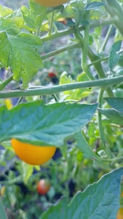 Ripening tomatoes growing on vine in summer garden Stock Footage 345326446