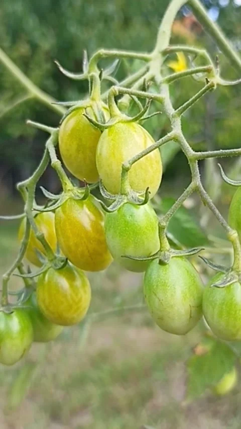 Ripening tomatoes growing on vine in summer garden Stock Footage 345326457