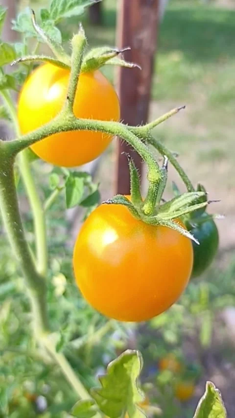 Ripening tomatoes growing on vine in summer garden Stock Footage 345326459