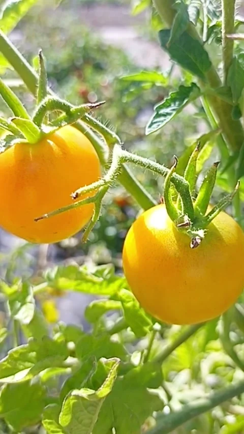 Ripening tomatoes growing on vine in summer garden Видео 345326462