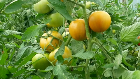 Ripening Tomatoes Horizontal Panorama Stock-Footage 140983666