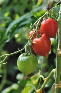 Ripening tomatoes Stock Photos