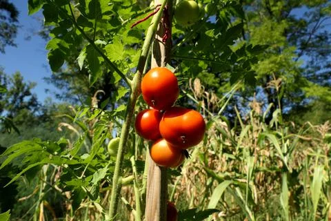 Ripening Tomatoes. Stock Photos