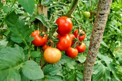 Ripening Tomatoes. Stock Photos