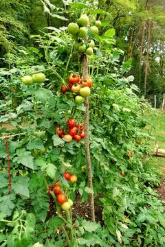 Ripening Tomatoes. Stock Photos