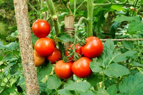 Ripening Tomatoes. Stock Photos
