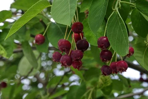 The ripening variously named Service berry, Saskatoon berry, shad berry, June Stock Photos