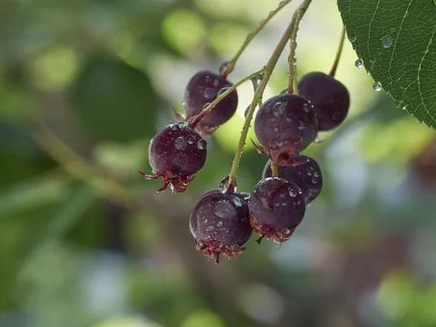 The ripening variously named Service berry, Saskatoon berry, shad berry, June Stock Photos