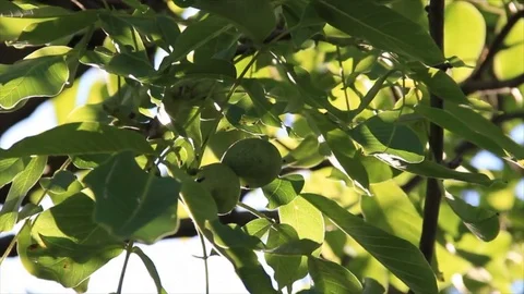 Ripening walnuts in leaves Stock Footage 80599020