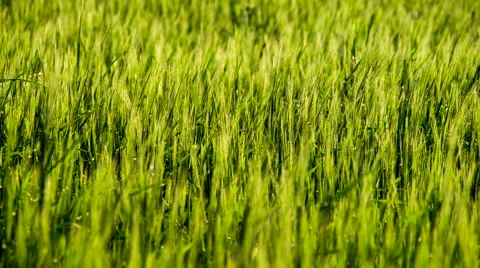 Ripening Wheat Ears Stock Footage 58034034
