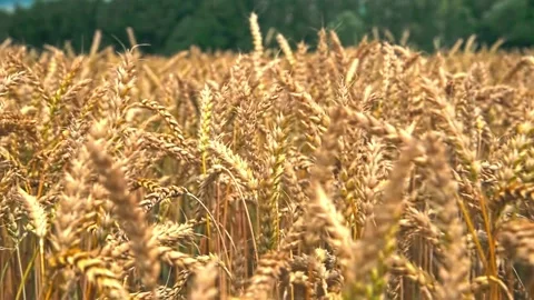 Ripening wheat ears growing in the field. Golden wheat in the noon time Stock Footage 203877704
